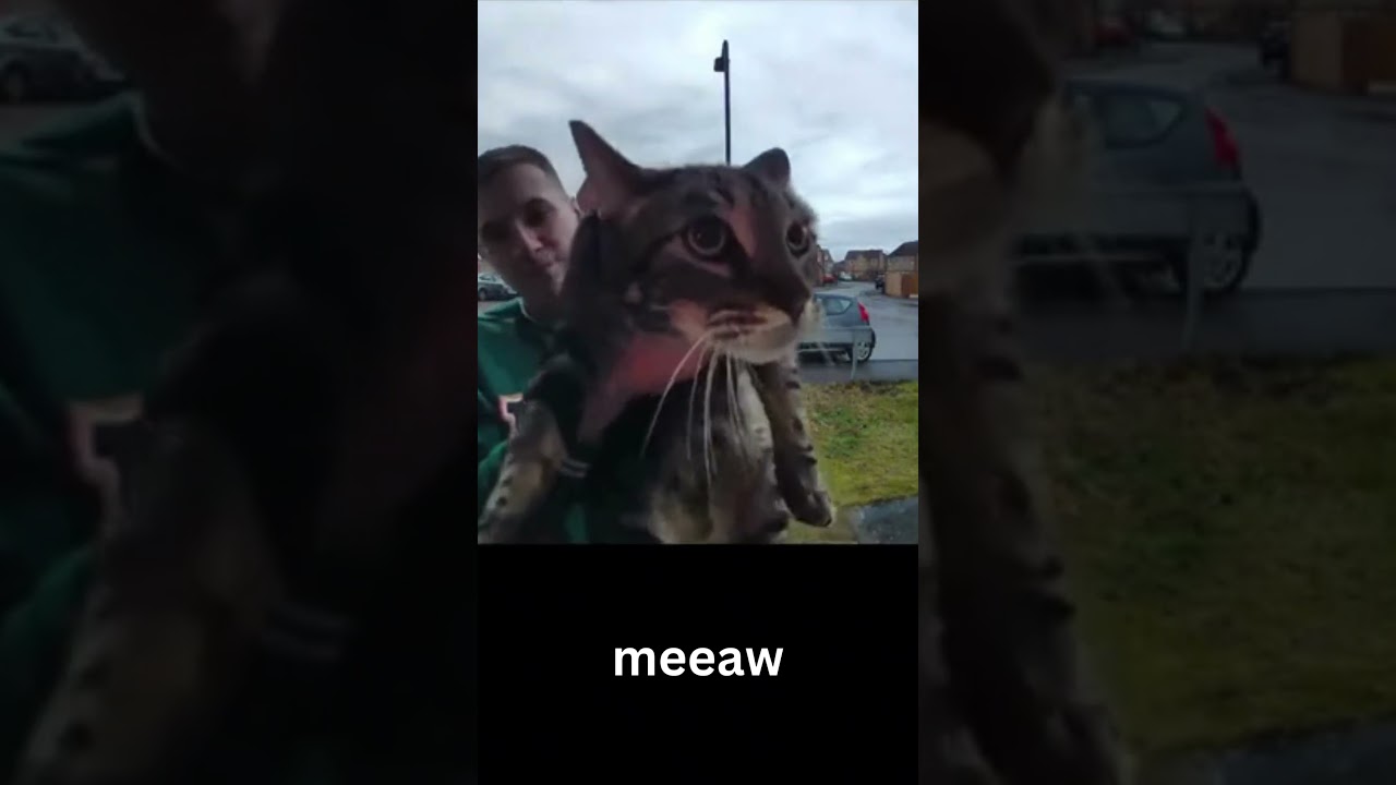 meeaw  #meme #viral #fypシ #fyp #subcribe #like #cat #meaw #shorts #shortsvideo