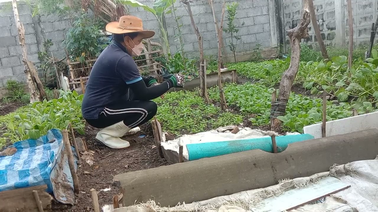 ผักทุกต้นโตวันโตคืนพร้อมออกสู่ตลาด