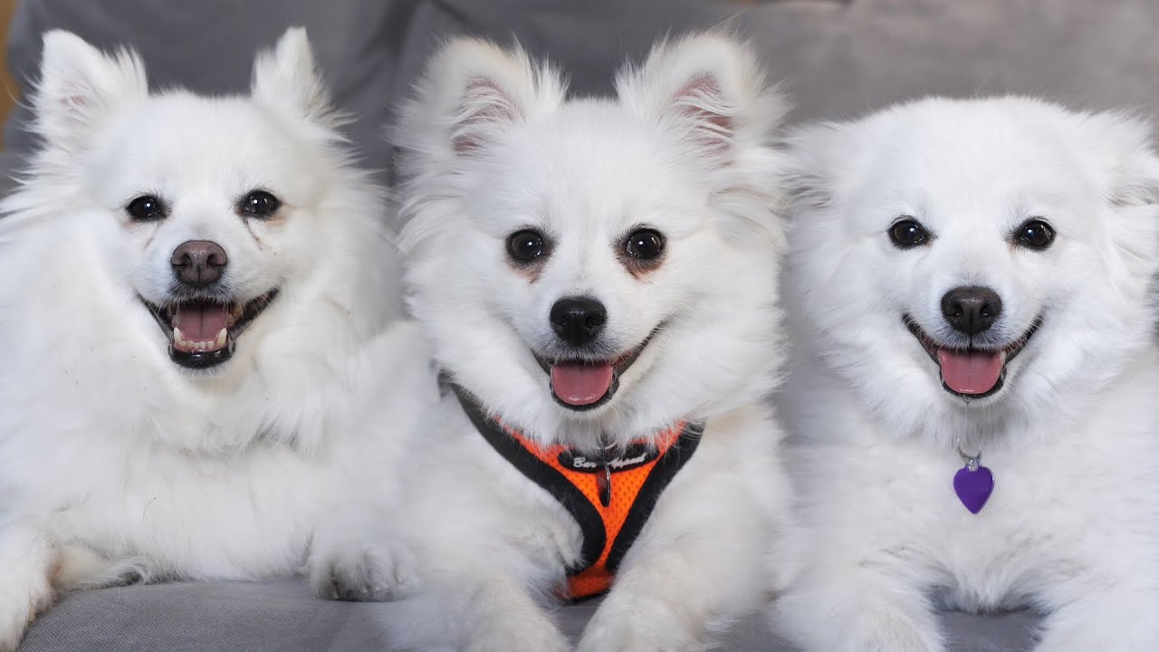 3 DOGS ON A COUCH