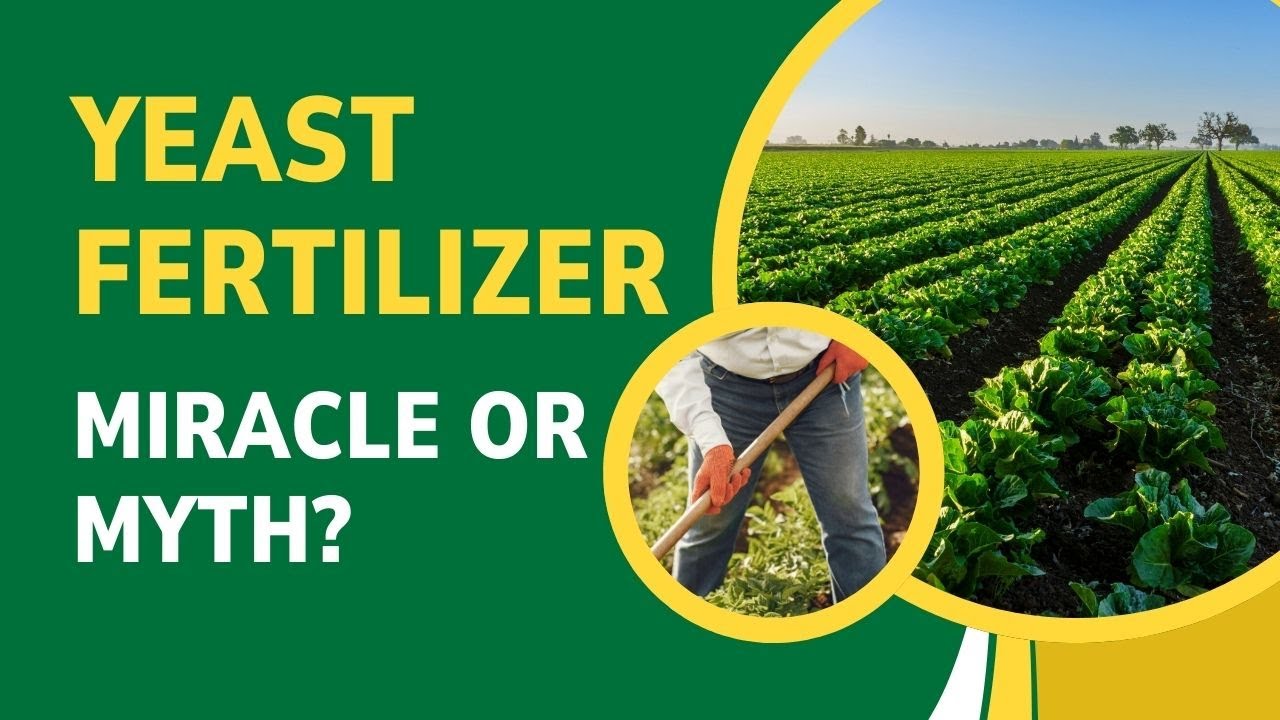 Yeast Fertilizer:  Miracle or Myth