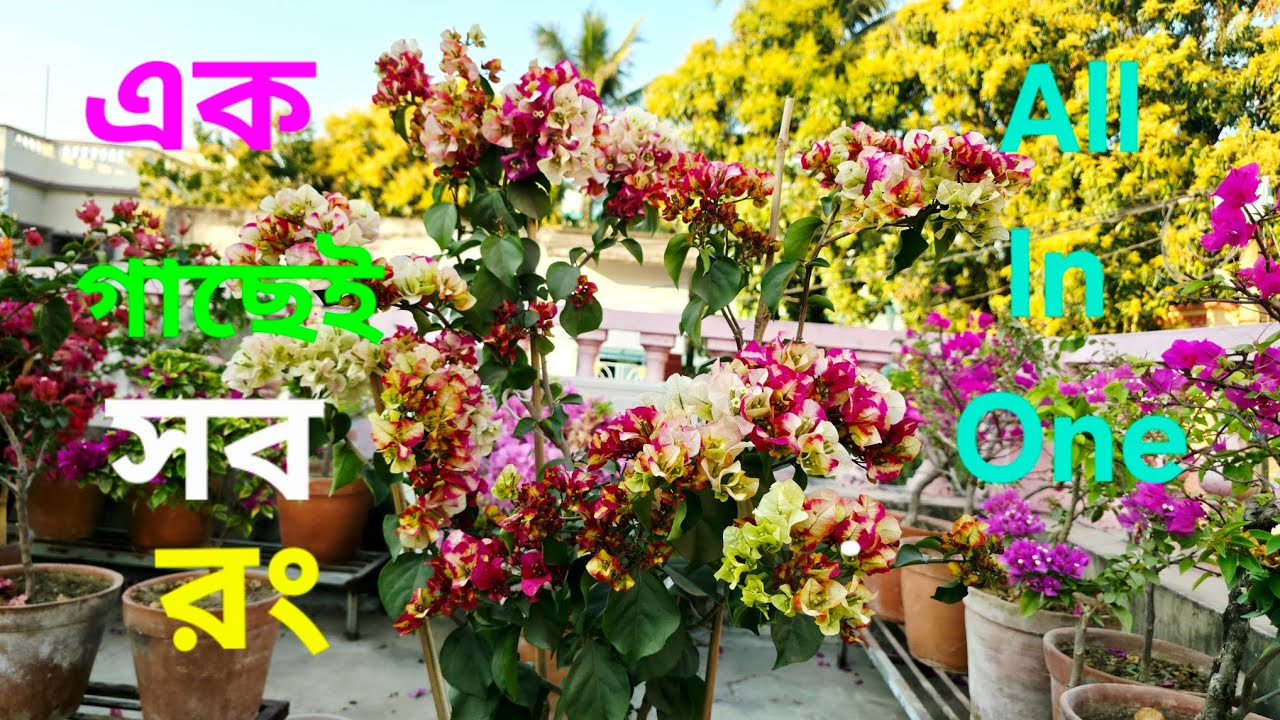 All in one Bougainvillea| Multi colour flowers in a single bougainvillea plant|@SubMomThita  