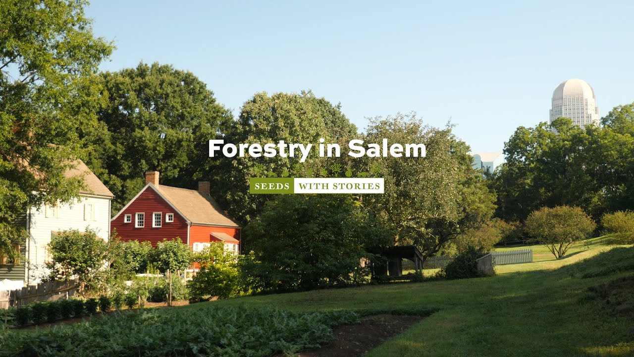 Forestry in Salem