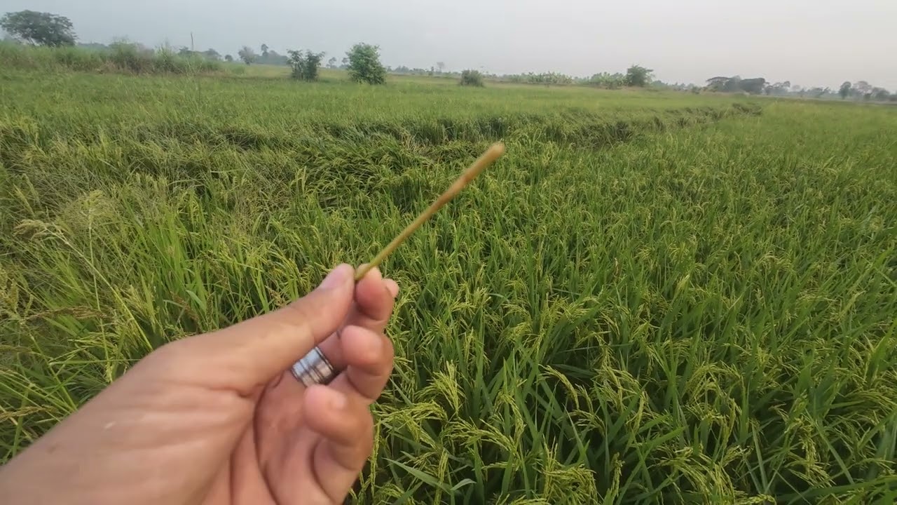 🌾ระวังข้าวใครเป็นแบบนี้💥รวงขาวเมล็ดลีบทั้งรวง🤔#ชาวนา #ลุงตี๋ตะวันแดง 