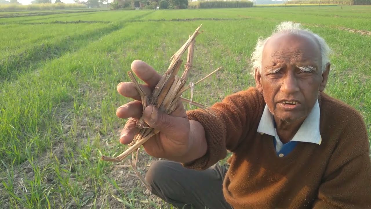 @sitaramgoogleforcreators #🌎Google #N/A#गेहूँ की फसल से गुल्ली डंडा और मकोय आदि खरपतवारों के निवारण।