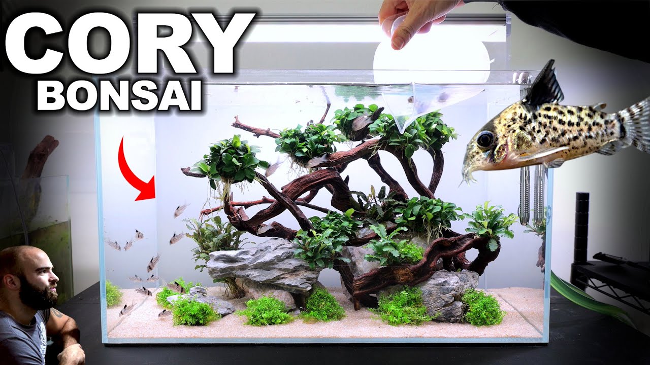The Cory Bonsai Tree Tank w/ Endler Guppies
