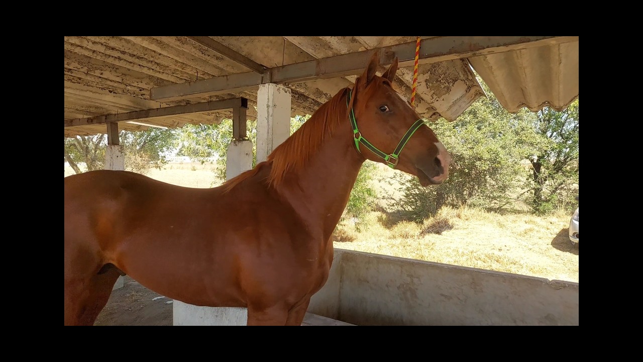 ENTRE POTROS,CABALLOS Y YEGUAS,PLAZA GANADERA SANTIAGO TIANGUISTENCO,FINOS Y BARATOS.