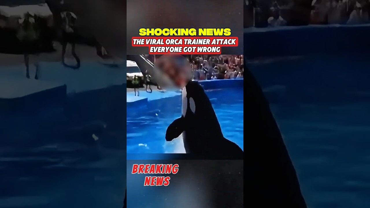 The Viral Orca Trainer Attack Everyone Got Wrong