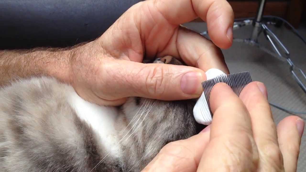 Environmentally Friendly Flea Removal