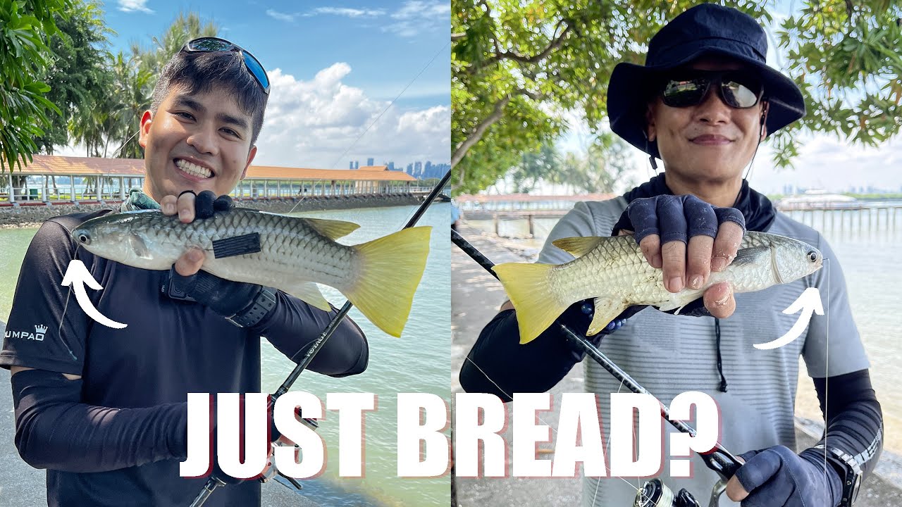 Bread for Bait? Easy way to Catch Mullet & Halfbeak