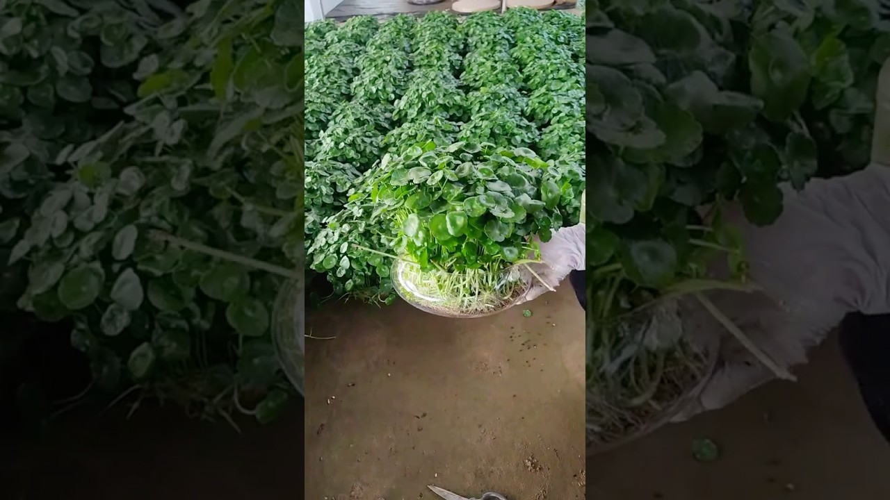 Hydrocotyle Verticillata Żywe rośliny - Wąkrota pieniężna 铜钱草 Gotowa do wysyłki#銅錢草#錢幣草