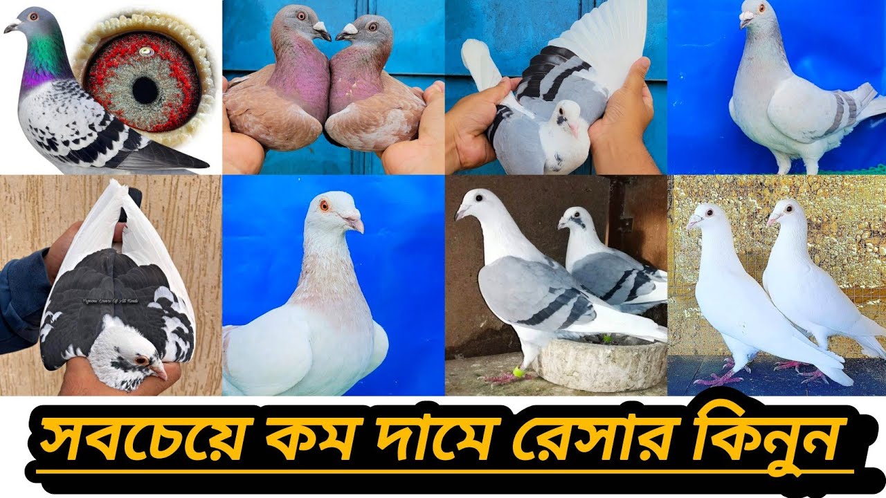 #সেডেল,পাইট,সবজি,মাকছি,মিলি,গিজেল,কালো,ক্লাবের কবুতর, এবং ডিম বাচ্চা গ্যারান্টি সহকারে কবুতর কিনুন