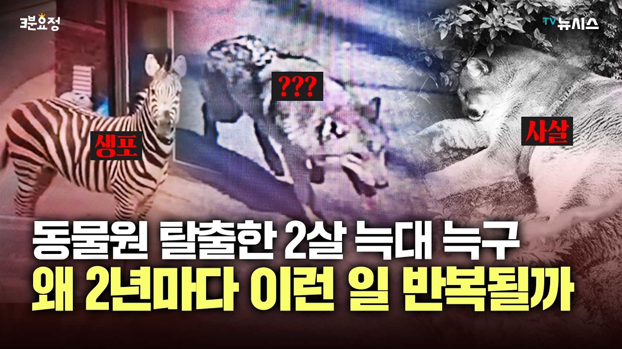 늑대 늑구 탈출은 왜 반복되나...숨겨진 동물원 이야기[3분 요정]