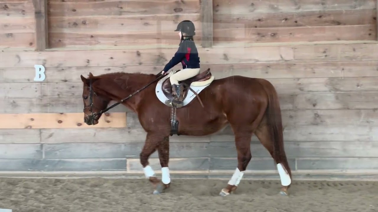AQHA Bella Fire Water with a kid