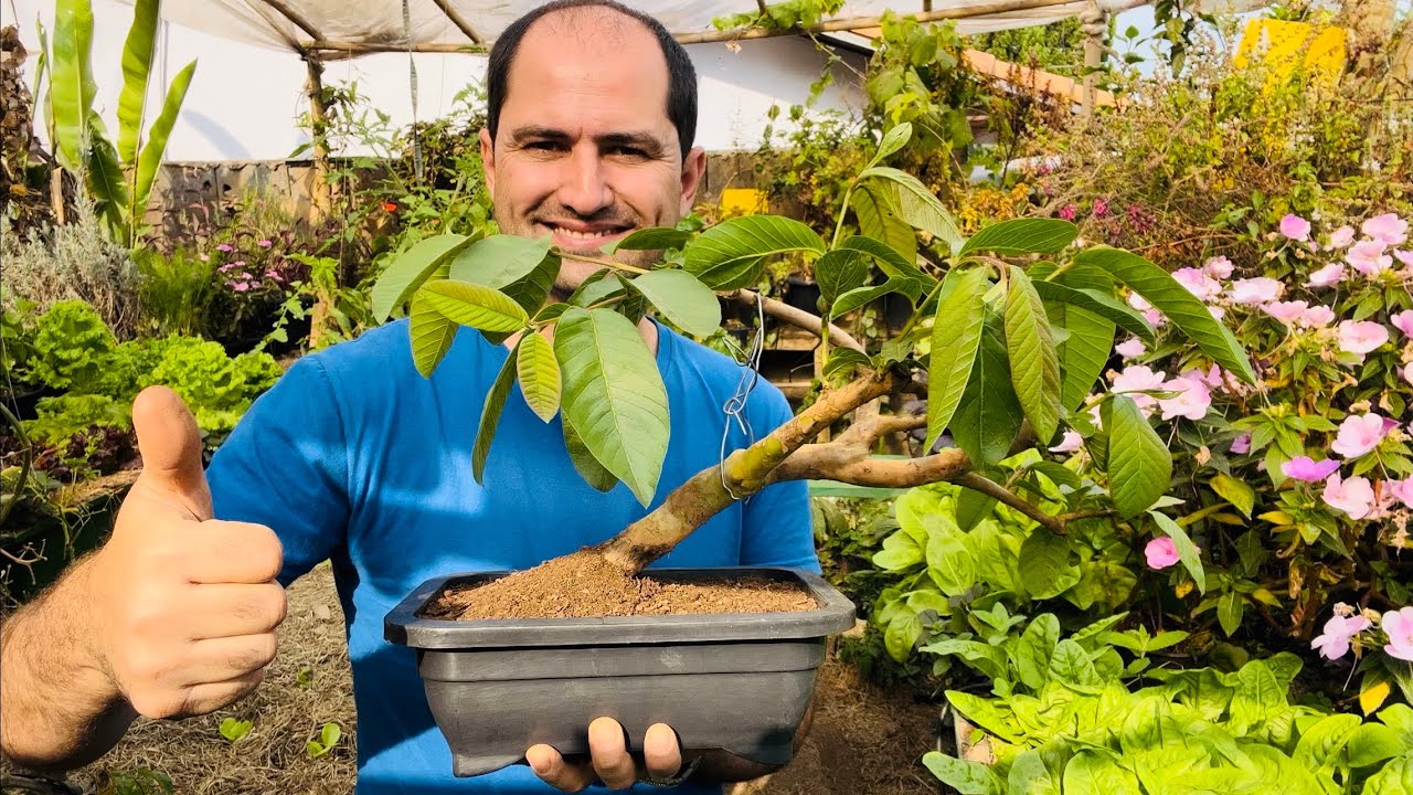 BONSAI DE GOIABA VERMELHA
