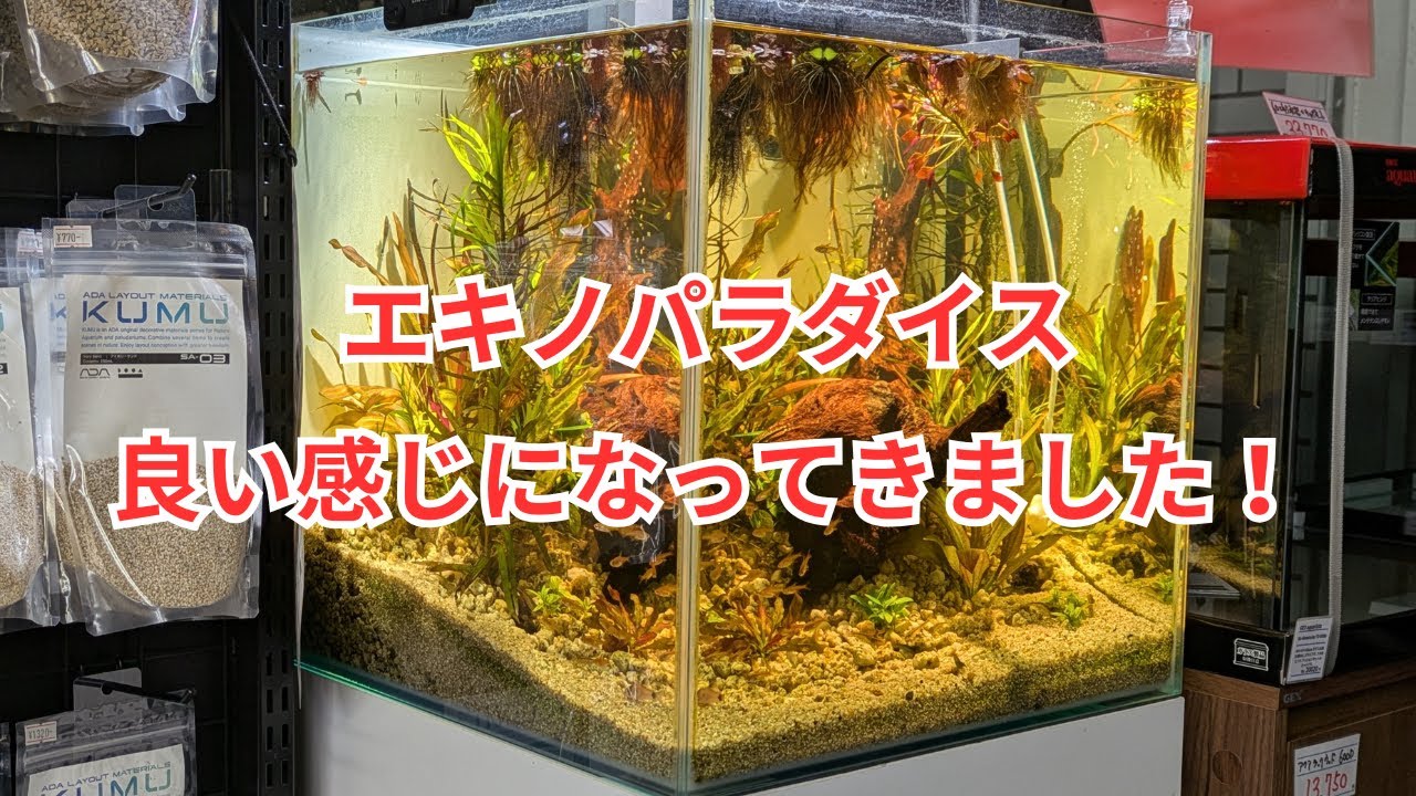 エキノパラダイスが良い感じになってきました！