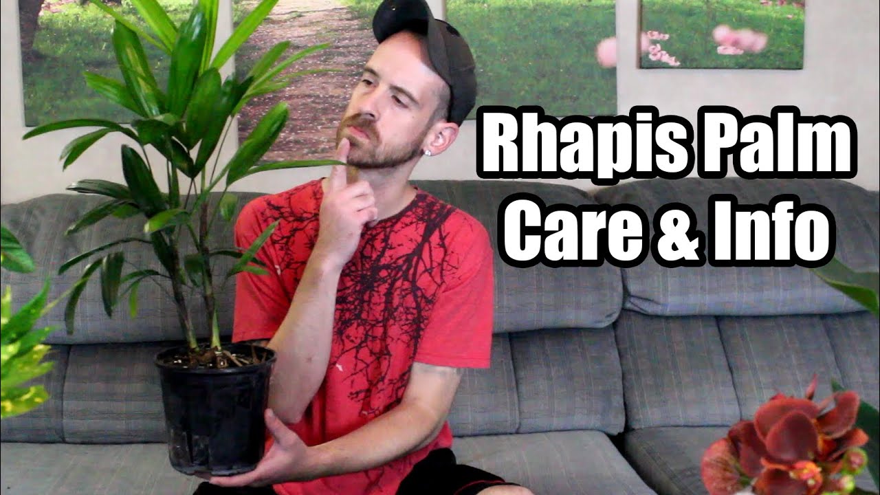 Lady Palm Repot PLUS Уход и информация