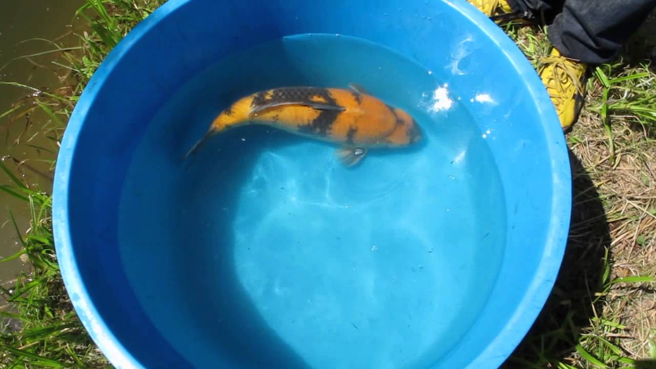 Aussetzen in die Naturteiche