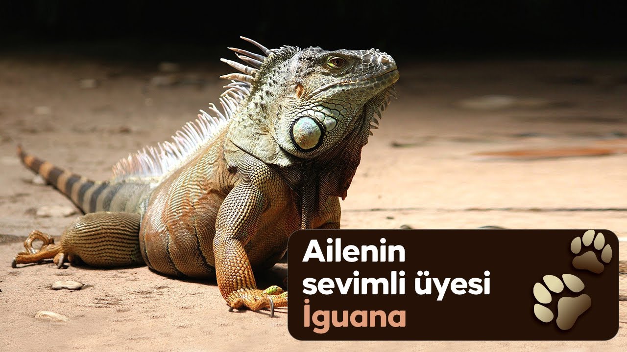 Egzotik bir kertenkele türü 