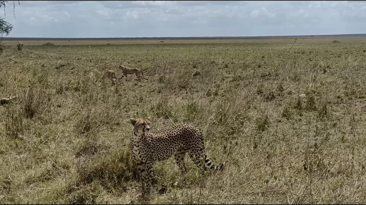 Serengeti & Ngorogoro crater