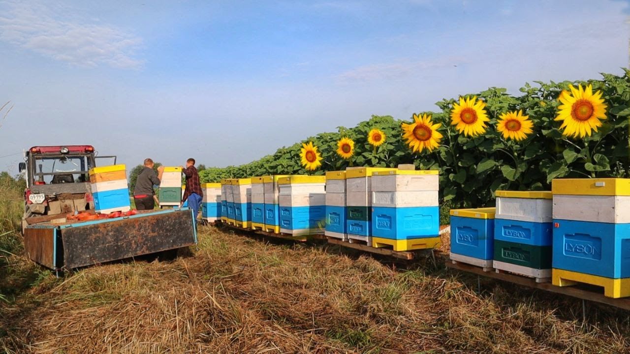 Кочівля пасіки на Соняшник! Медозбір з соняшника на Львівщині. Як перевезти пасіку?