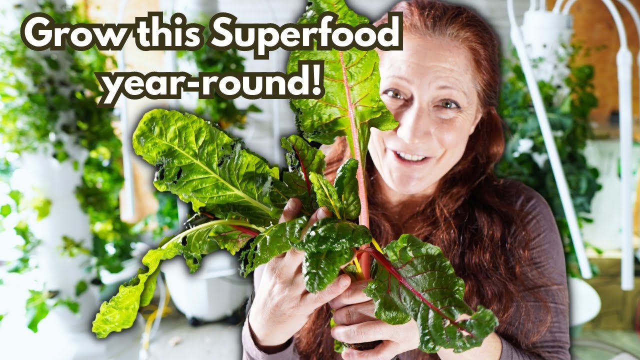 Growing one of the healthiest veggies on the planet year-round!  Swiss chard on a Tower Garden.