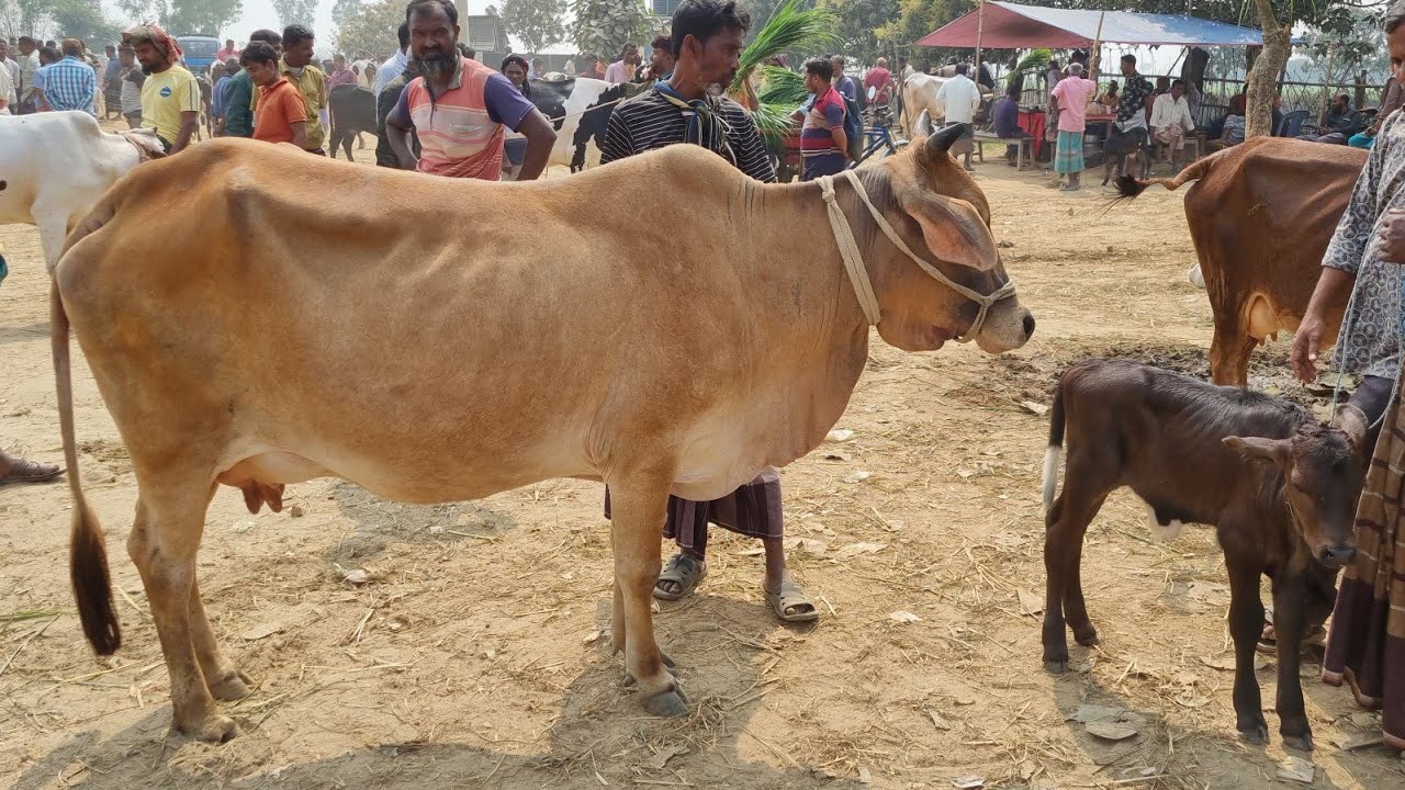 @আজ ৪ মার্চ ২৬ | বাচ্চাসহ শাহিওয়াল, ক্রস জাতের ষাঁড় বাছুর গরুর দাম | আফতাবগঞ্জ হাট |দিনাজপুর 