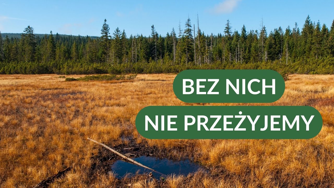 Szansa na RATUNEK dla świata - mokradła, bagna i torfowiska