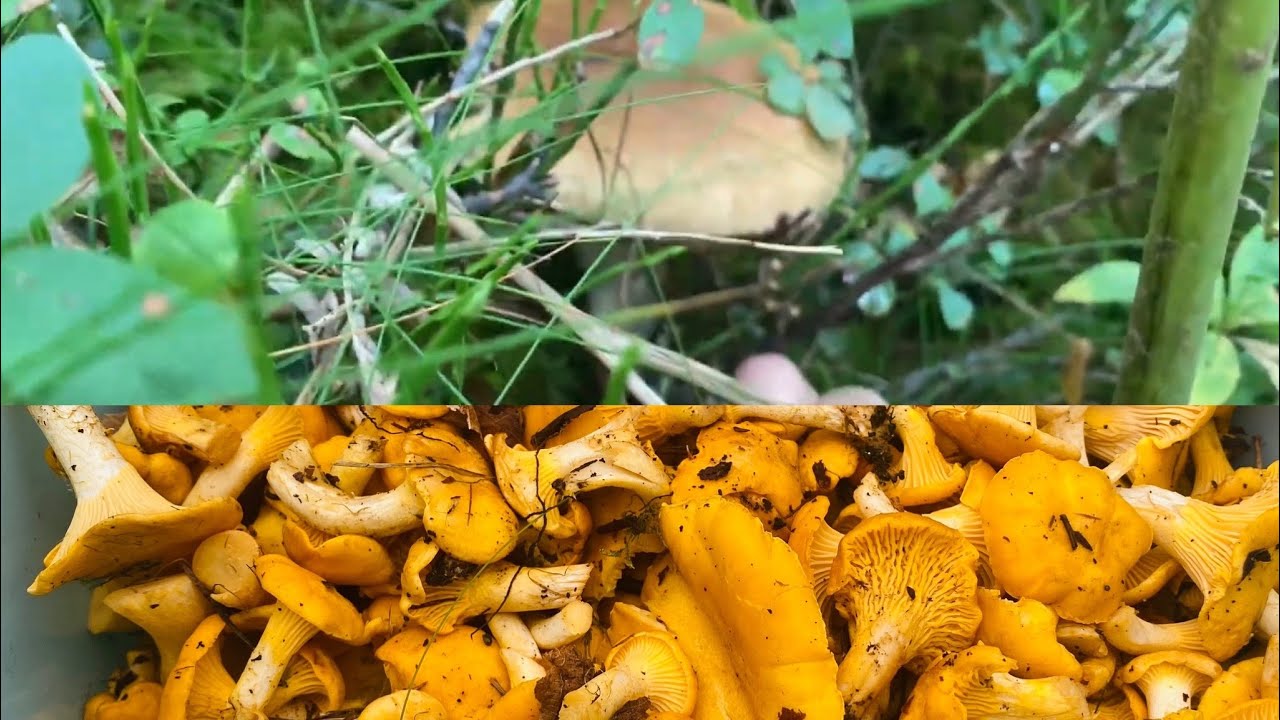 Kan du dette om kantarell? Sopptur i skogen p&aring; Vestlandet.
