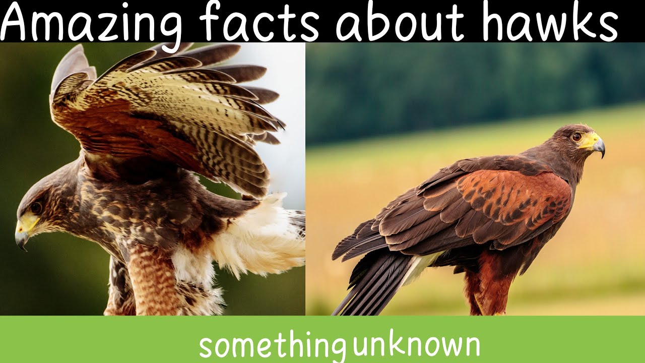 Facts about Hawks||Eagle Facts||SR Facts