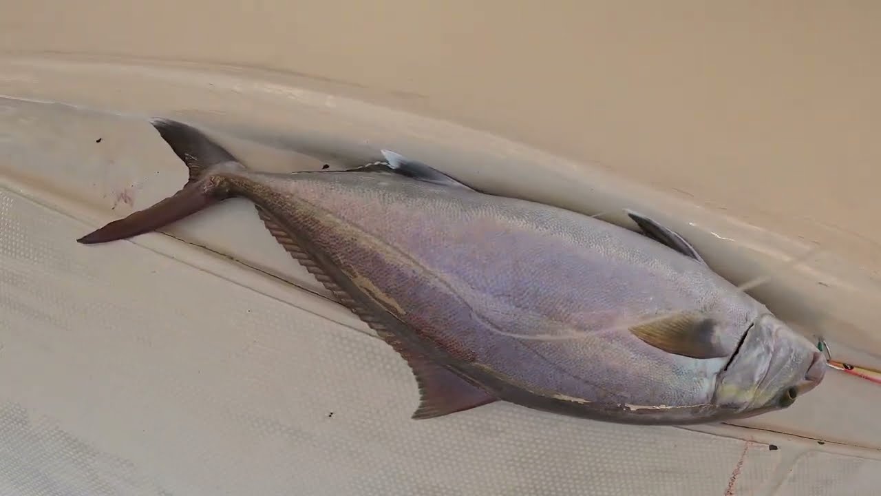 Amberjack on light jigging