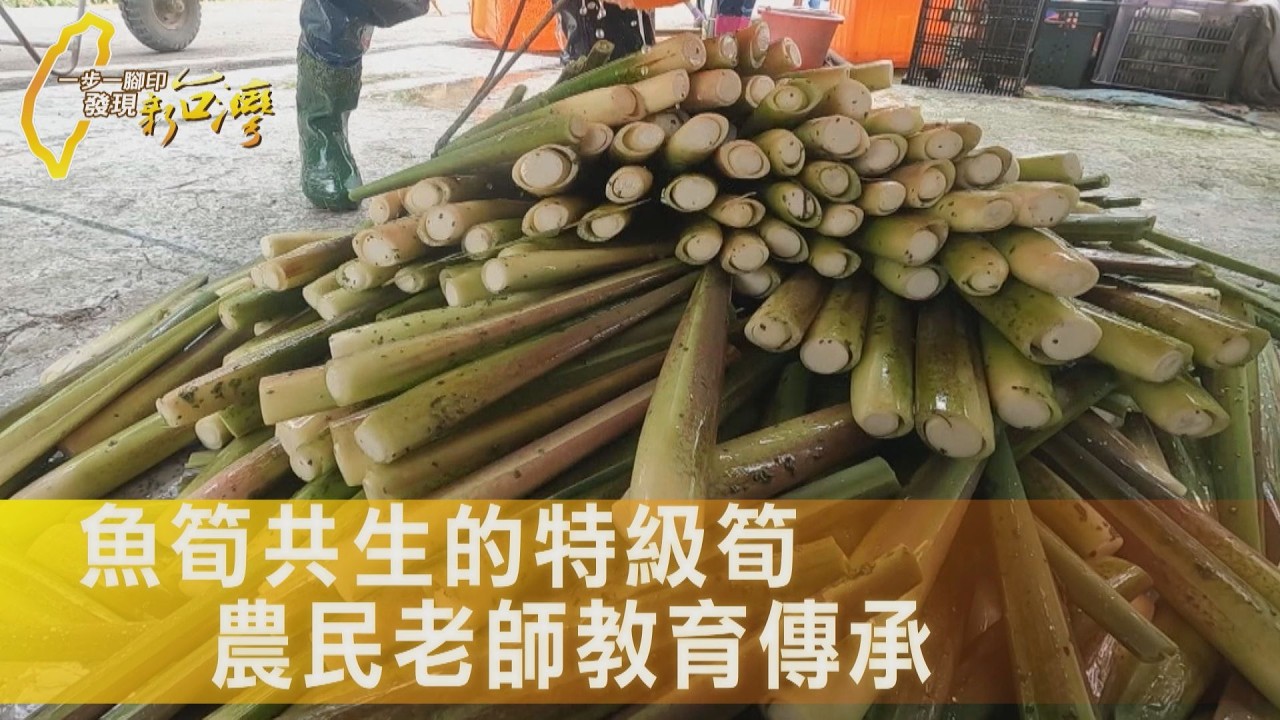 茭白筍農的覺醒 埔里魚筍共生農法特級筍 農民老師的教育傳承∣一步一腳印【守護生態茭白筍夫妻】20260308