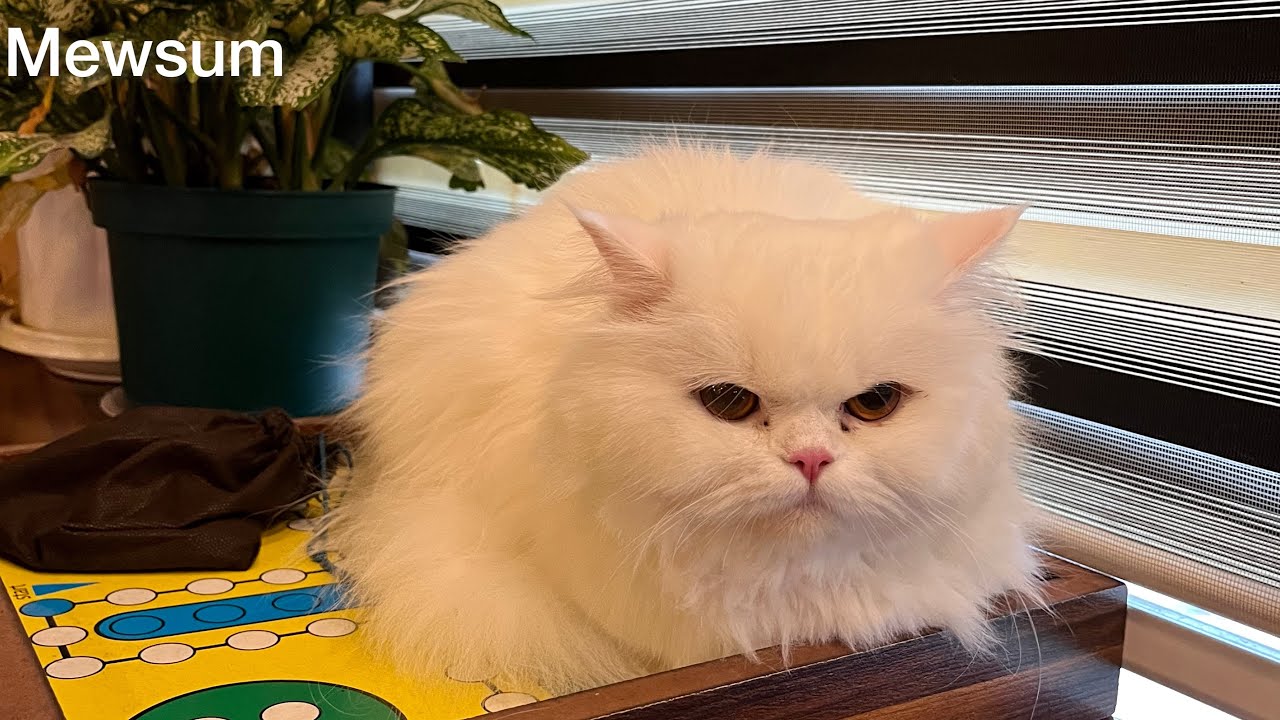 The Rope Didn’t Survive My Cat’s Attack! 🧶