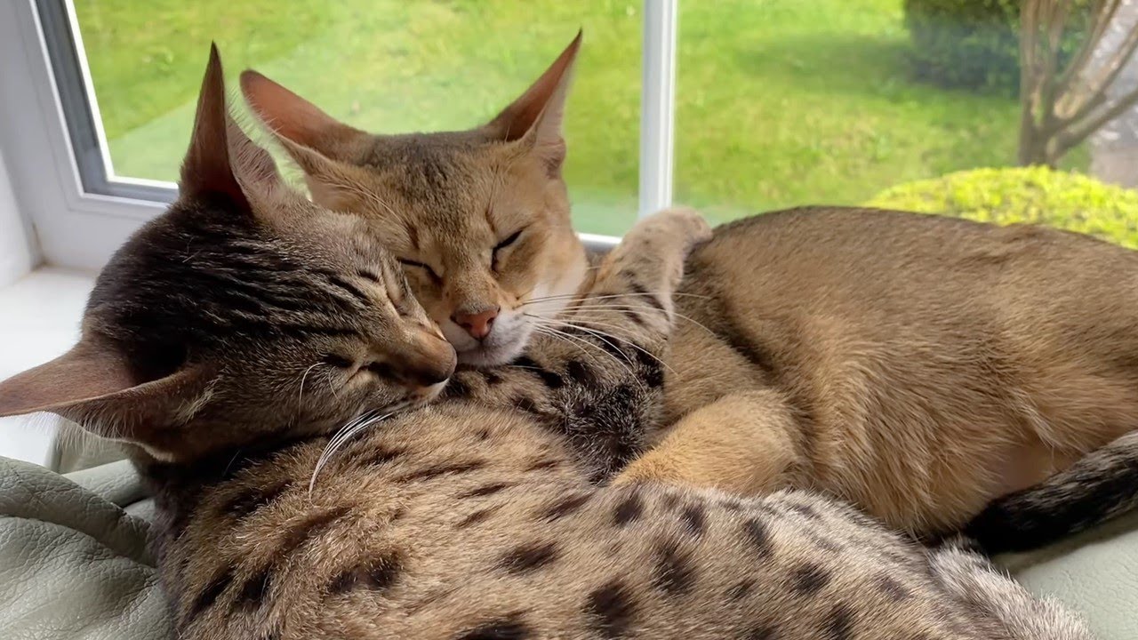 Living with a Savannah cat. How do the cats cope with the heat?