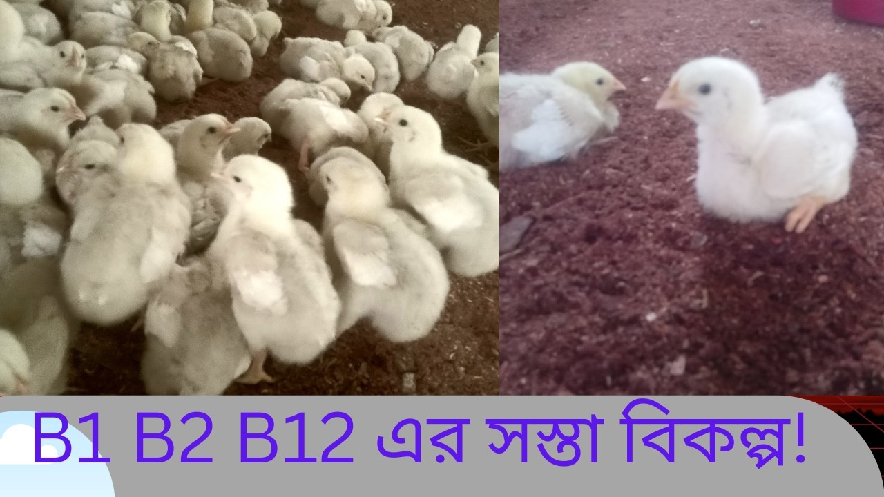 B1 B2 B12 এর বিকল্প সস্তা ও কার্যকর মেডিসিন জানুন।Boylar#farming #chicken 