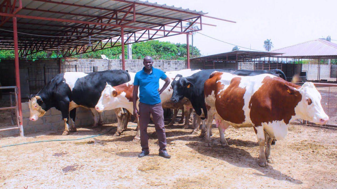 Biggest Dairy Farming  in The Gambia🇬🇲 Amie's Range Diary Farm