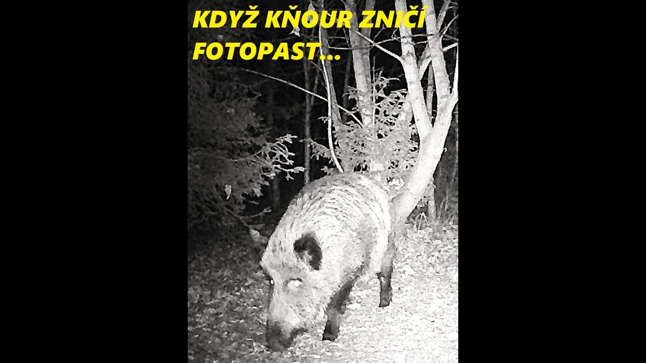 KDYŽ KŇOUR ZNIČÍ FOTOPAST...
