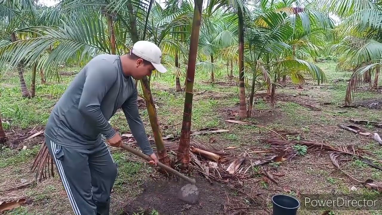 ADUBAÇÃO de carrego  AÇAÍ BRS PAI D'ÉGUA VEJA COMO É FÁCIL