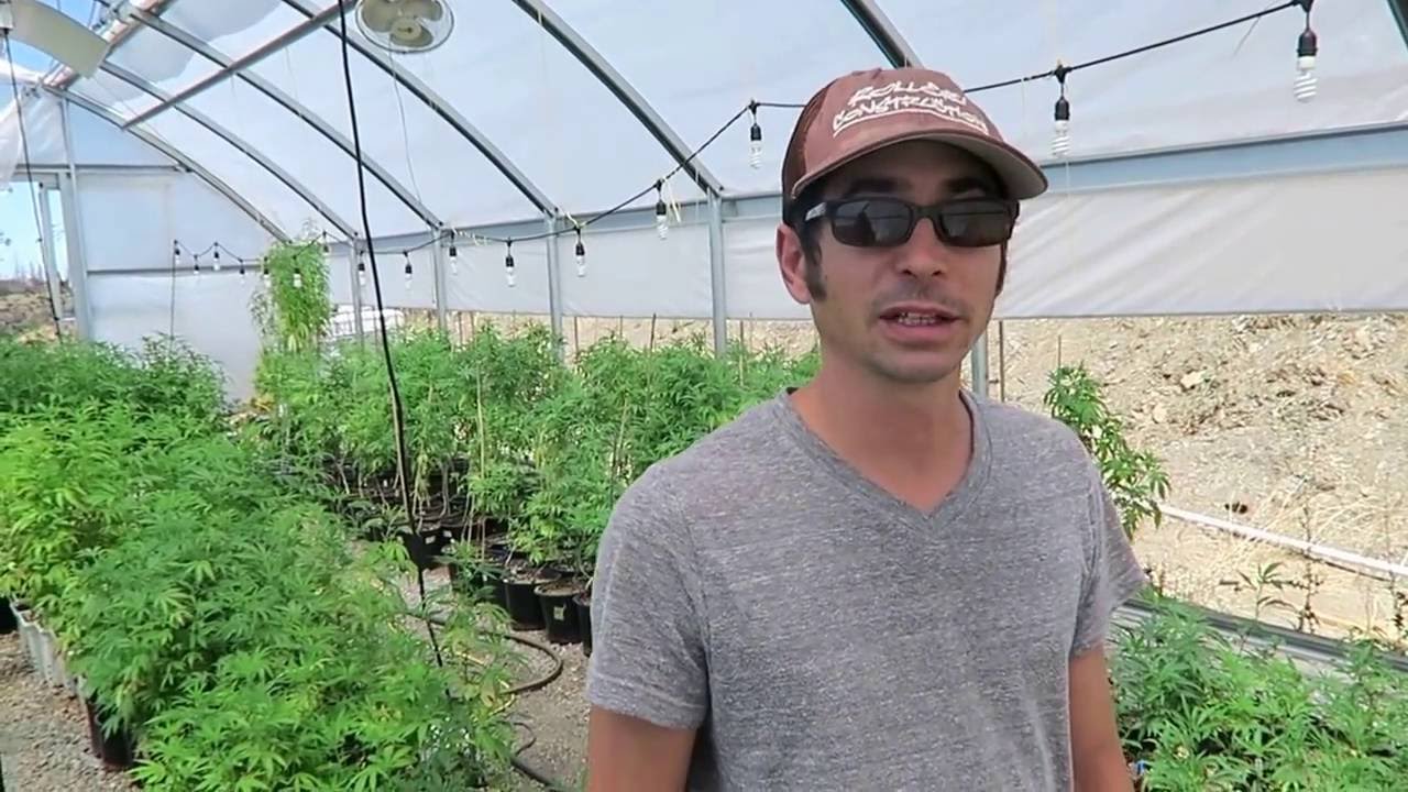 IMPRESSIVE Mother Plant Greenhouse