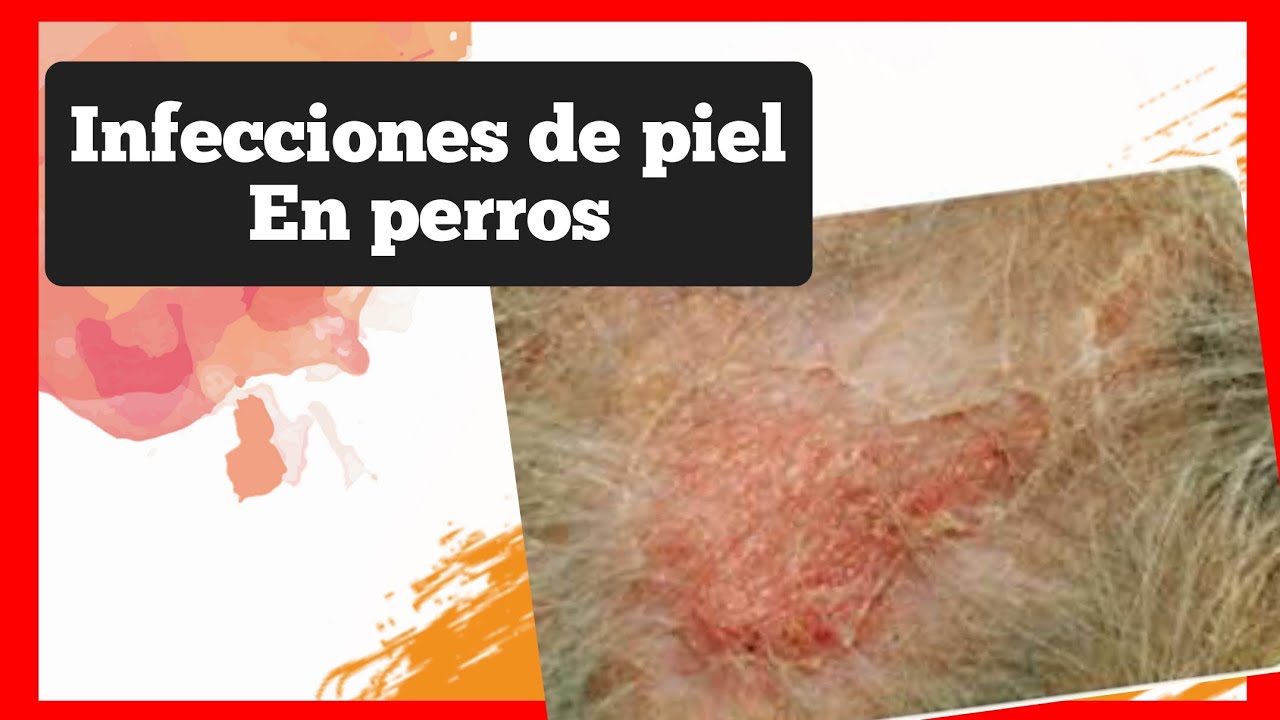 Piodermas en perros infecciones en la piel como se curan diagnostican y tratan