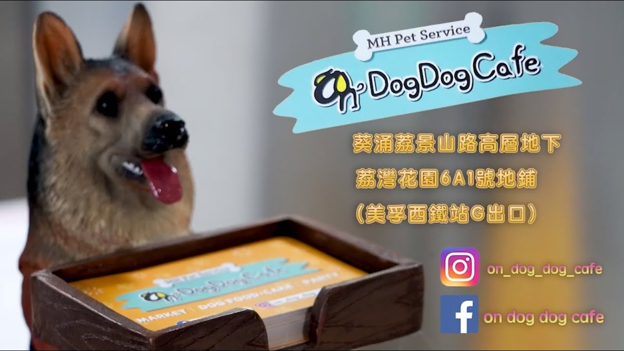 #Dogcafe #HongKong 毛孩友善餐廳  VS 寵物主題Cafe 係有分別|On Dog Dog Cafe｜以毛孩為主題嘅打卡勝地|美孚7000尺地鋪 #狗泳池 #ondogdogcafe