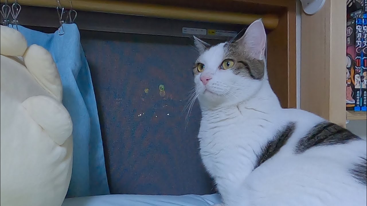 花火を見て日本の夏を堪能する猫