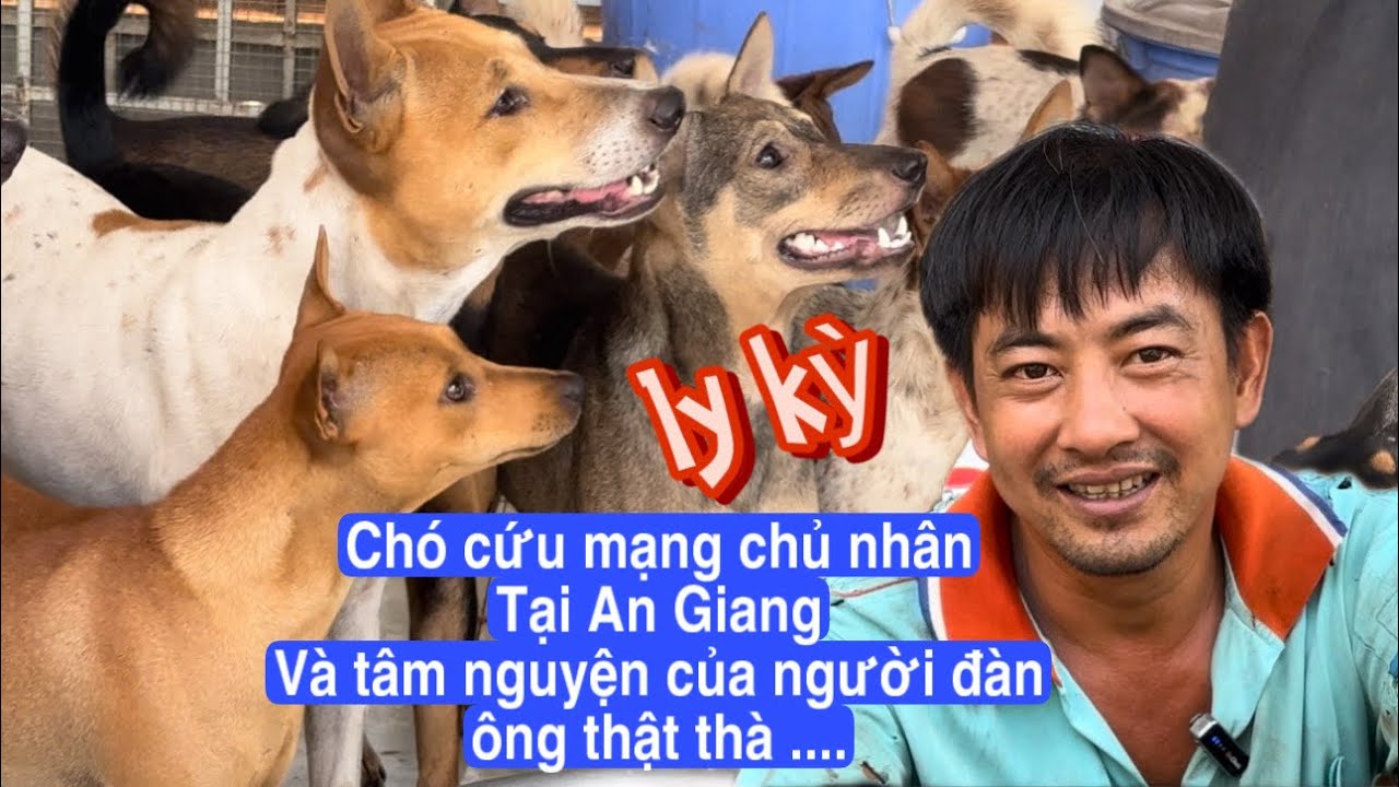 Tập 39 : Được chó cứu mạng người đàn ông quyết ẩn cư trên núi cả đời chăm sóc đàn chó  để trả ơn