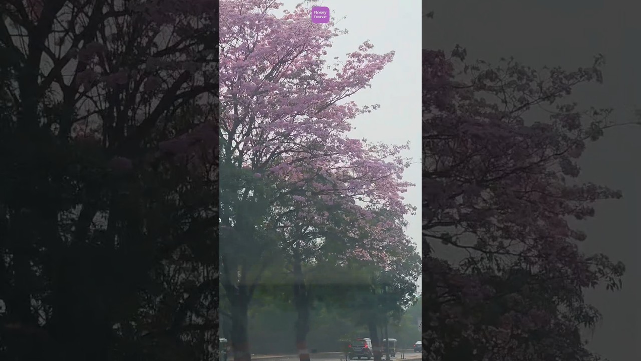 Mumbai's cherry blossoms 🌸like Japan in winter! Don't miss out