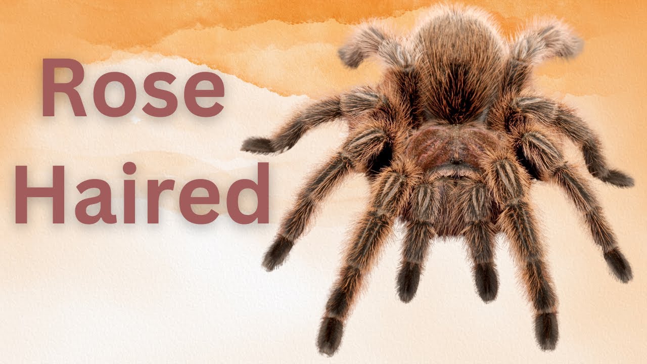 The Rose Hair Tarantula: The Perfect Beginner Pet?