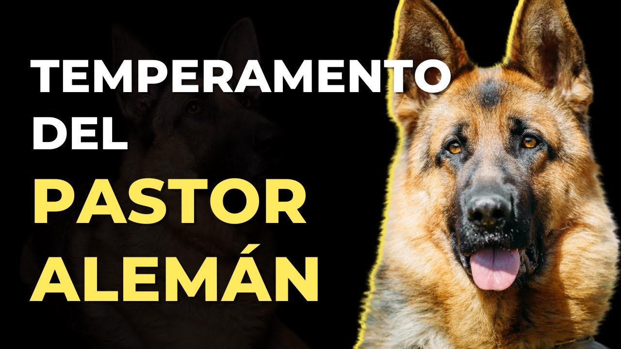 TEMPERAMENTO DEL PASTOR ALEMÁN