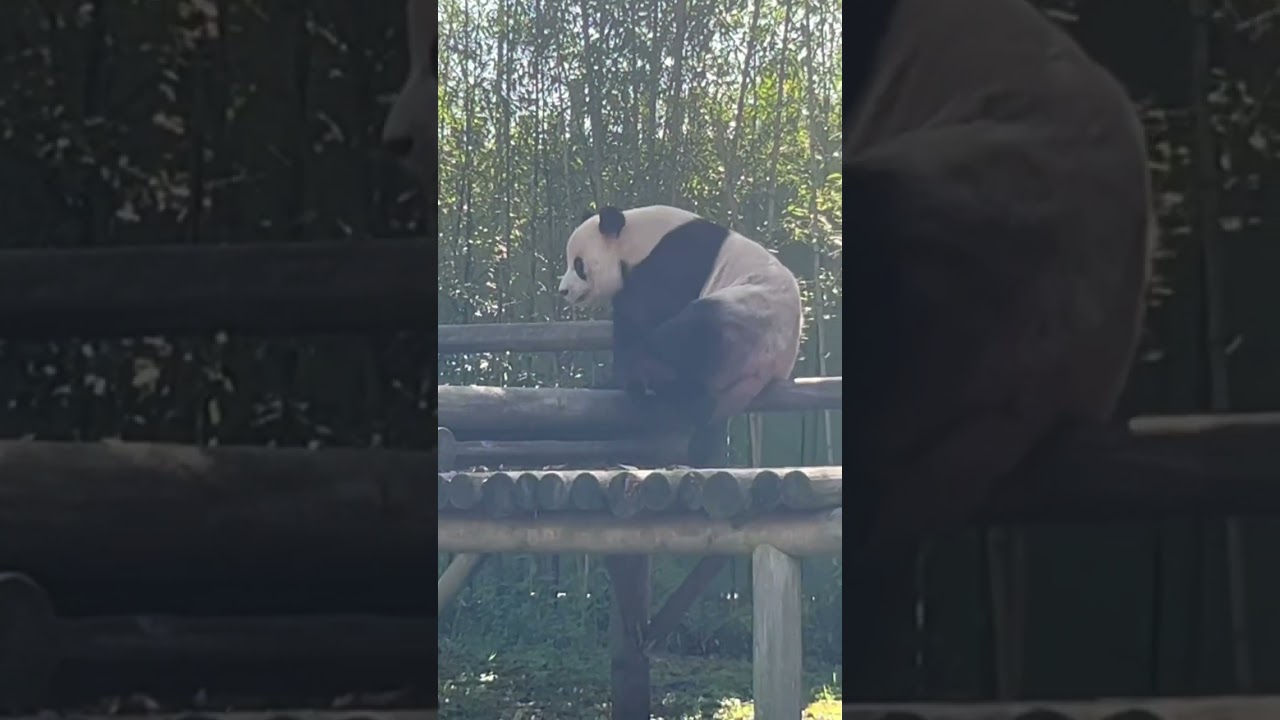 팬더  Panda Lebao @Panda World, Everland 熊貓樂寳#lebao #panda #everland #cutepanda