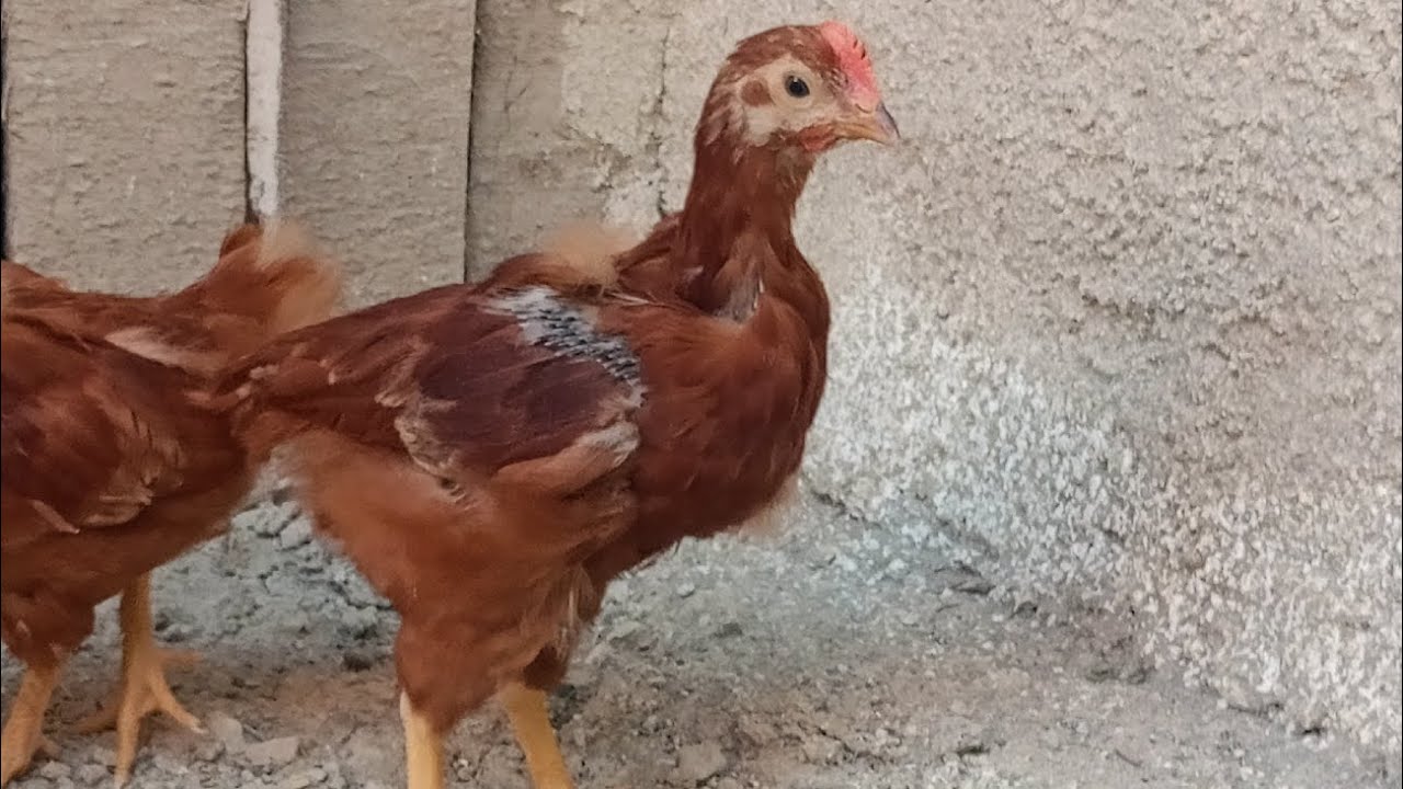 Orijinal Hayvan Safkan Kansas Rır nasıl Yetiştirilir? İzleyin...
