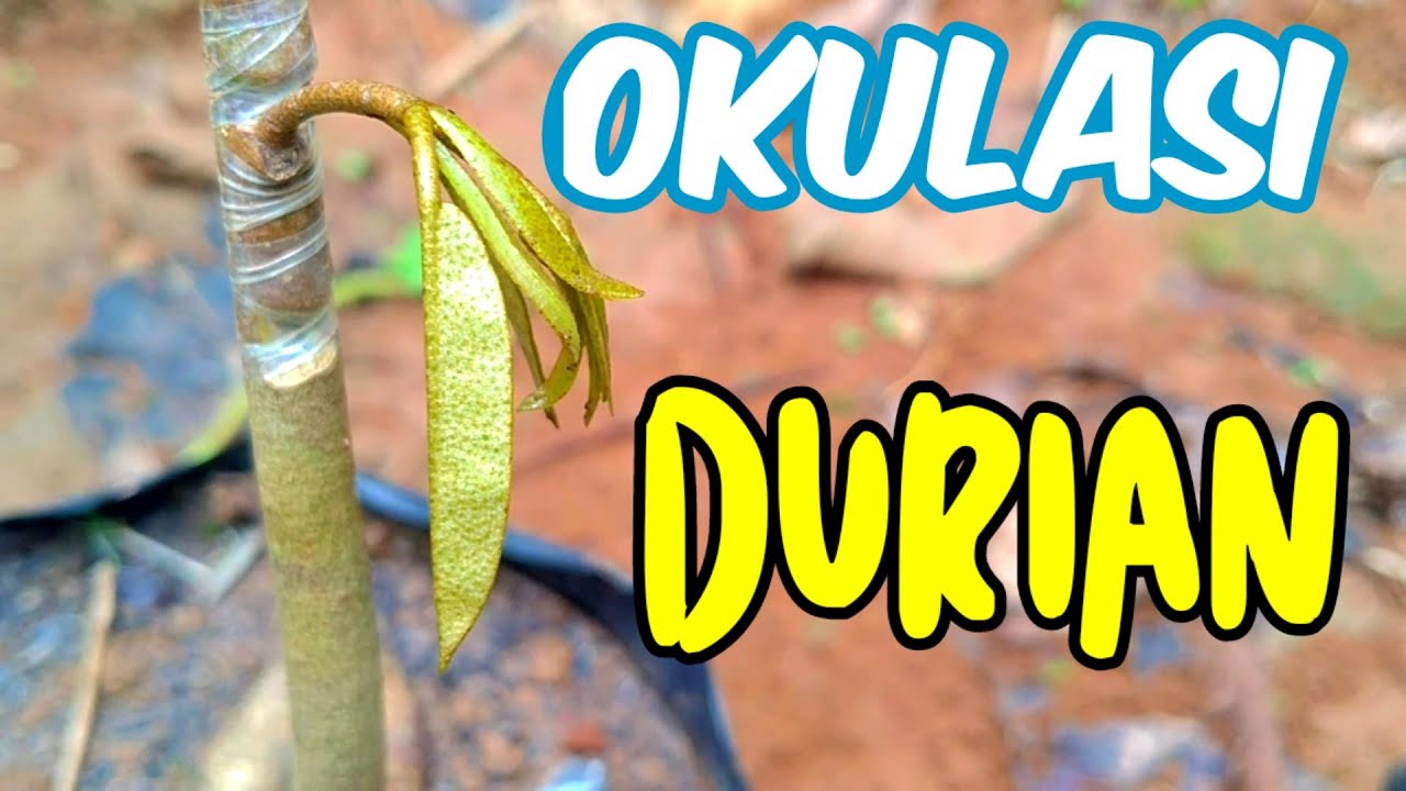 CARA OKULASI DURIAN