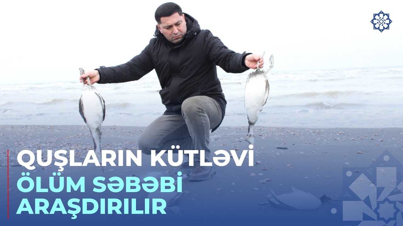 Xəzərin Xa&ccedil;maz sahillərində minlərlə batağan quşunun tələf olduğu aşkarlanıb