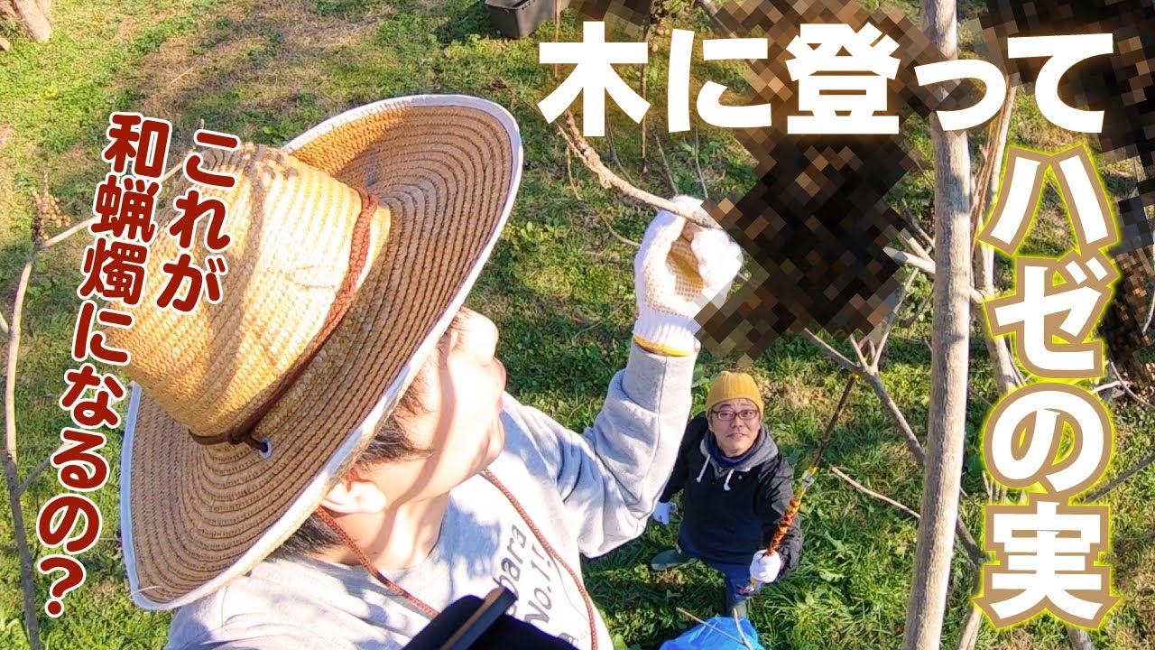 【KokonNiki】島原でハゼの実を収穫しよう！